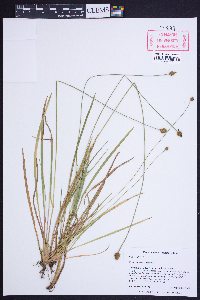 Xyris difformis image