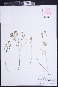 Polygala cruciata image