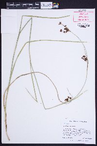 Rhynchospora cymosa image