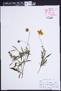 Coreopsis pubescens var. robusta image