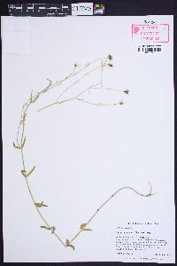 Sabatia campanulata image