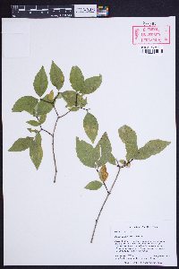 Philadelphus inodorus image