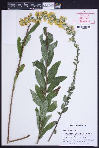 Solidago petiolaris var. petiolaris image