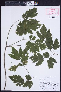 Actaea podocarpa image