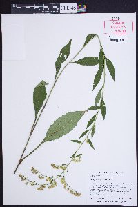 Solidago vaseyi image