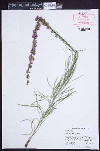 Liatris pilosa image