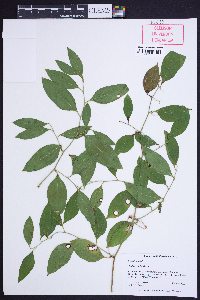 Smilax smallii image