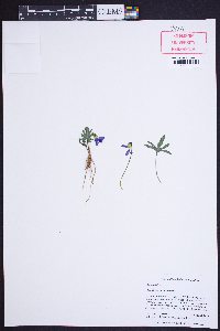 Viola subsinuata image