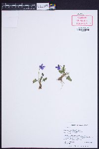 Viola emarginata image