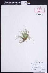 Carex tonsa image