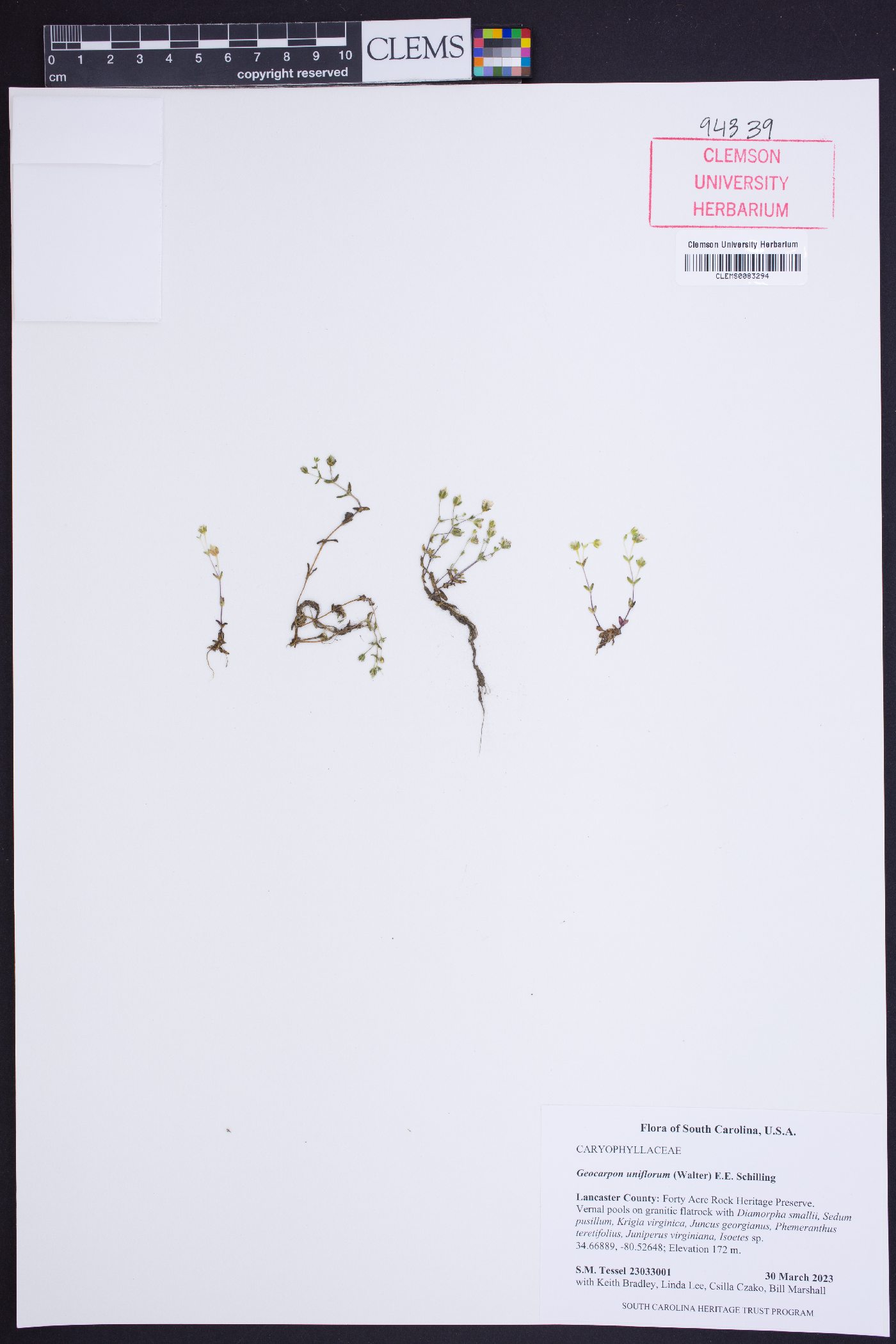 Geocarpon uniflorum image