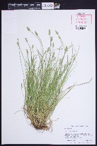 Carex leavenworthii image