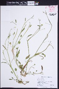 Ranunculus pusillus image