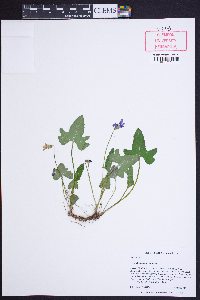 Viola palmata image