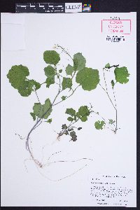 Cardamine flagellifera image