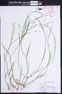 Poa alsodes image