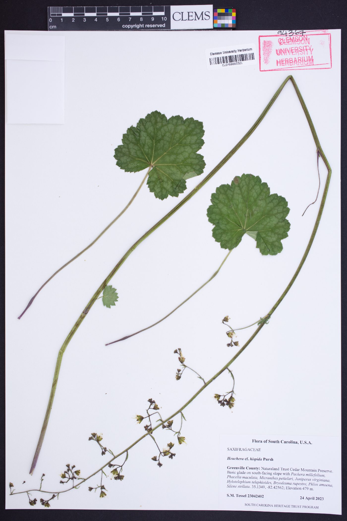 Heuchera americana var. hispida image