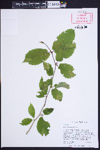 Betula alleghaniensis image