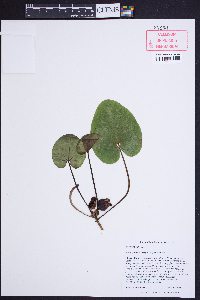Hexastylis heterophylla image