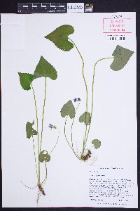 Viola affinis image