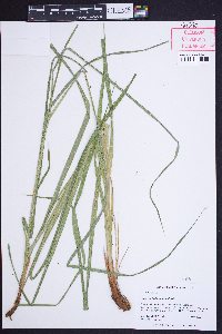 Carex mitchelliana image