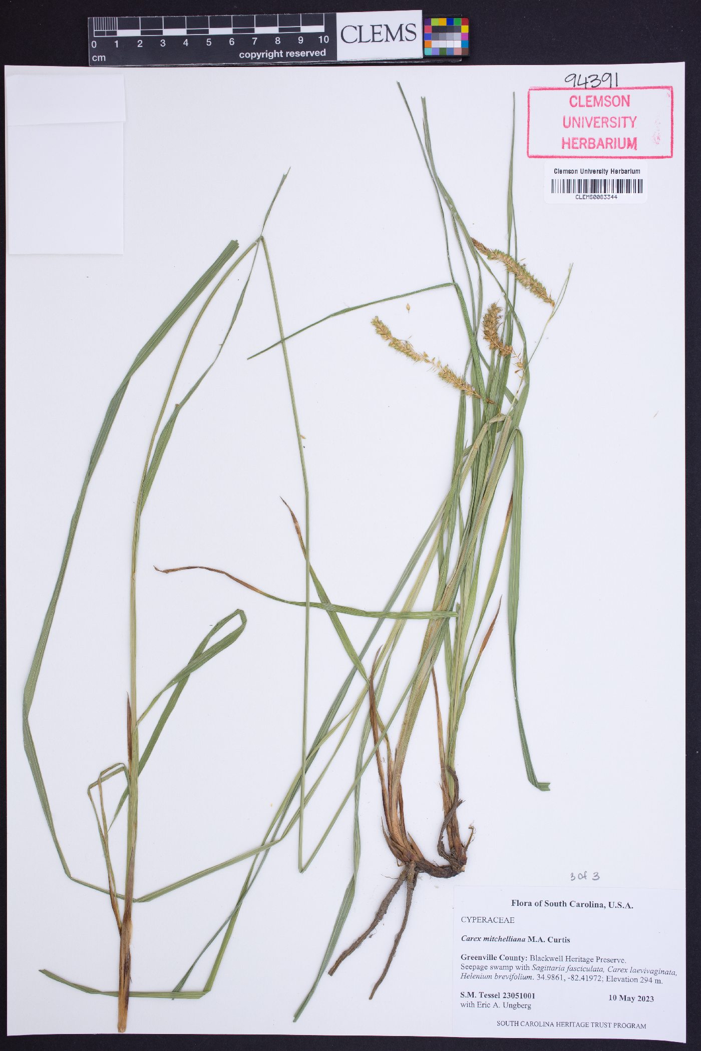 Carex mitchelliana image