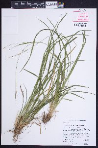 Carex impressinervia image