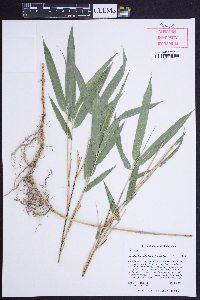 Arundinaria appalachiana image