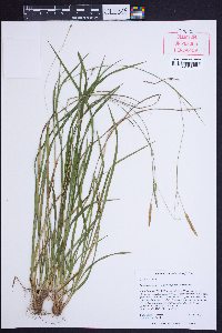 Carex impressinervia image