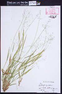 Dichanthelium laxiflorum image