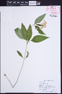 Asclepias quadrifolia image