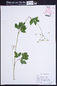 Taenidia integerrima image