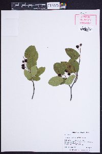 Amelanchier nantucketensis image