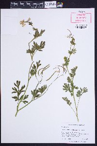 Capnoides sempervirens image