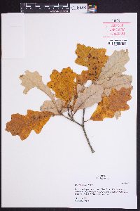 Quercus lyrata image