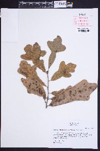 Quercus x macnabiana image