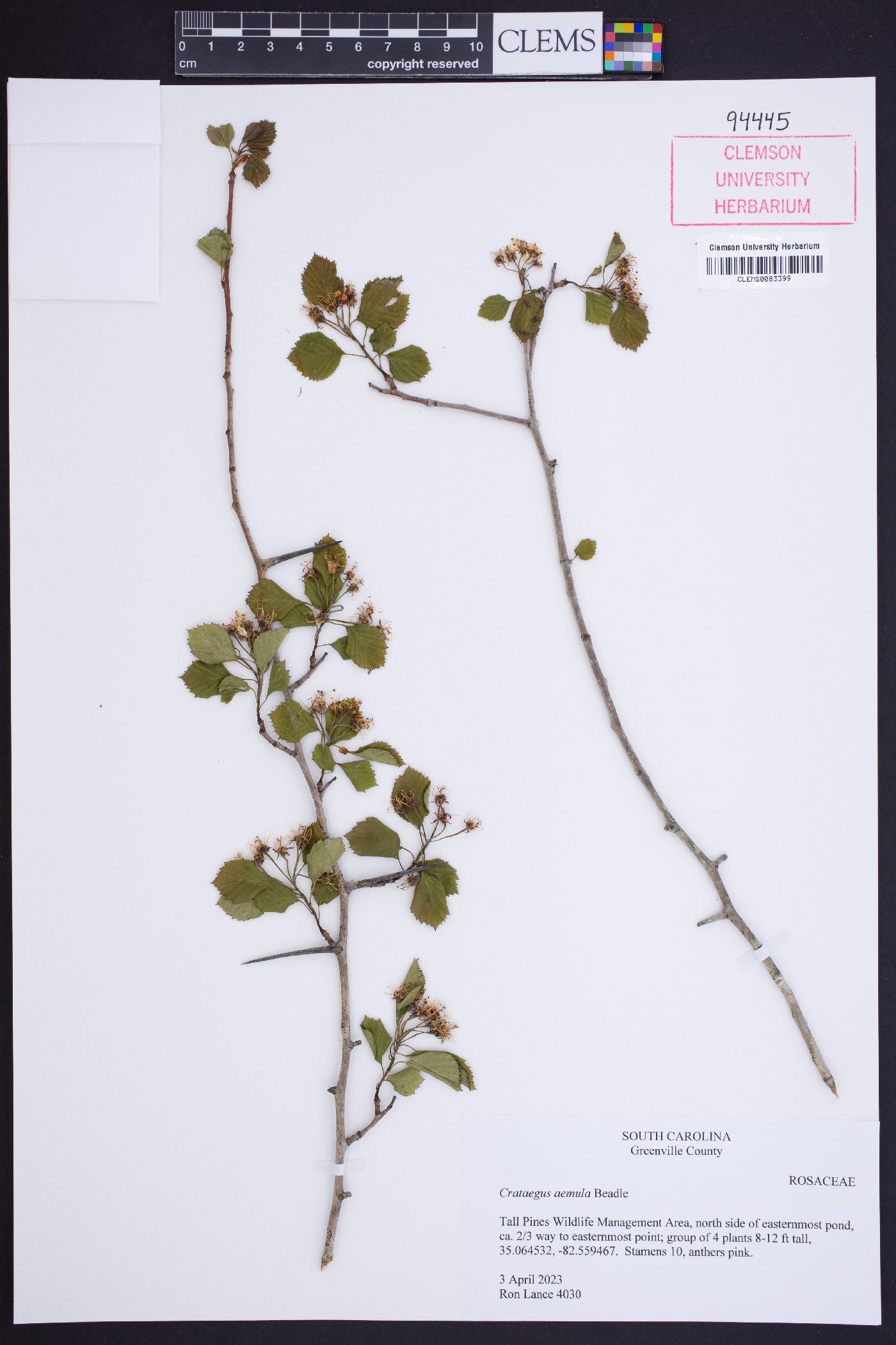 Crataegus aemula image