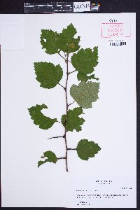 Crataegus intricata image