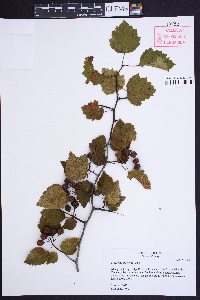 Crataegus iracunda image