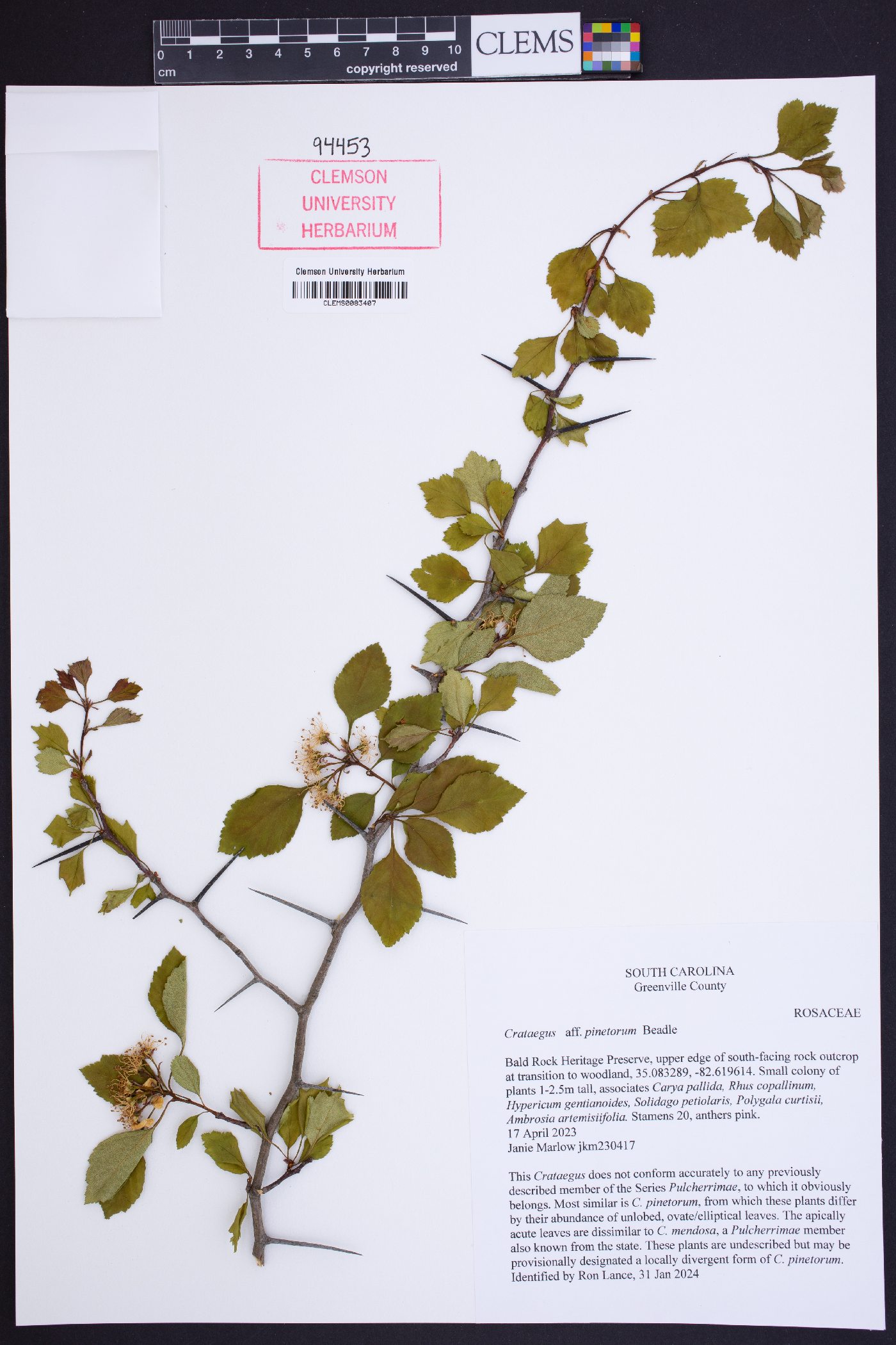 Crataegus pinetorum image