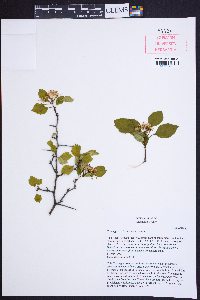 Crataegus pinetorum image