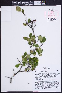 Crataegus pinetorum image