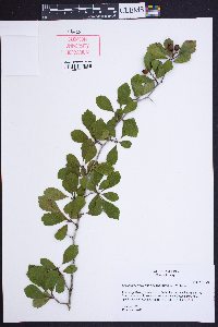 Crataegus sororia image