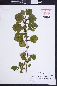 Crataegus sororia image