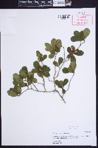 Crataegus uniflora image