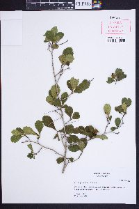 Crataegus uniflora image