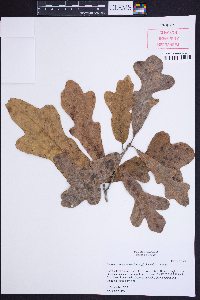 Quercus x macnabiana image