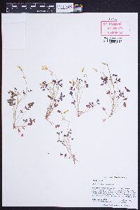 Oxalis colorea image