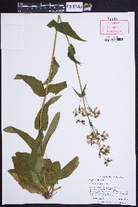 Penstemon laevigatus image