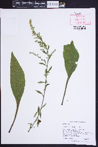 Solidago vaseyi image